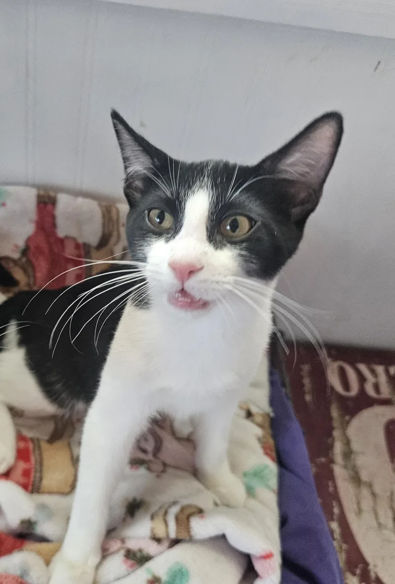 A baby small-sized female Black Domestic Short Hair cat named Bridget Gaelic for adoption in Chandler, AZ