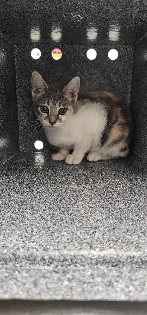 A baby small-sized female Domestic Short Hair cat named Anise for adoption in Athens, TN