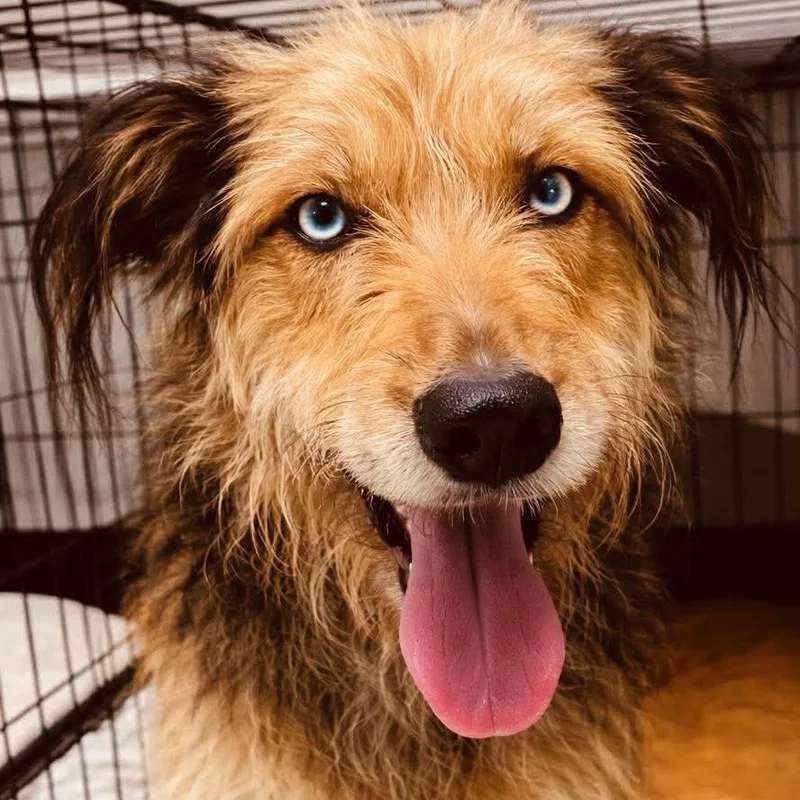 An adult small-sized female Airedale Terrier dog named Tyra for adoption in Rogersville, MO