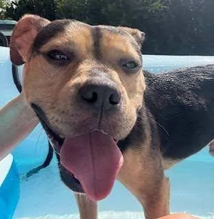 An adult medium-sized male Tricolor (Brown, Black, & White) Beagle dog named Mongo for adoption in Speedway, IN