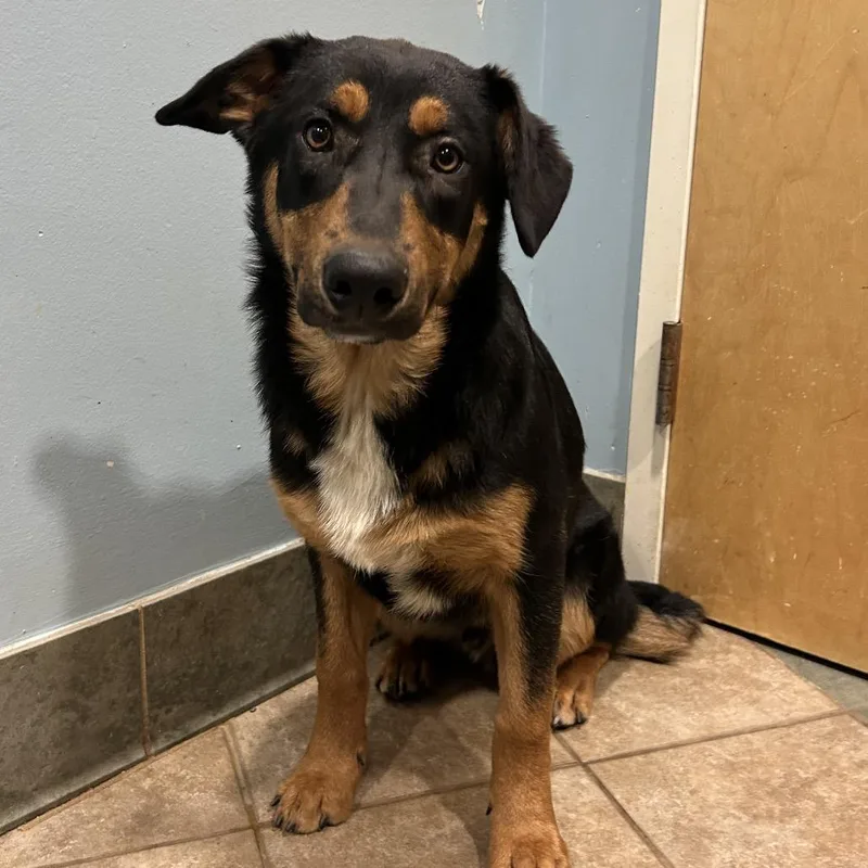 A young medium-sized male Black Mixed Breed dog named Clank for adoption in Chattanooga, TN