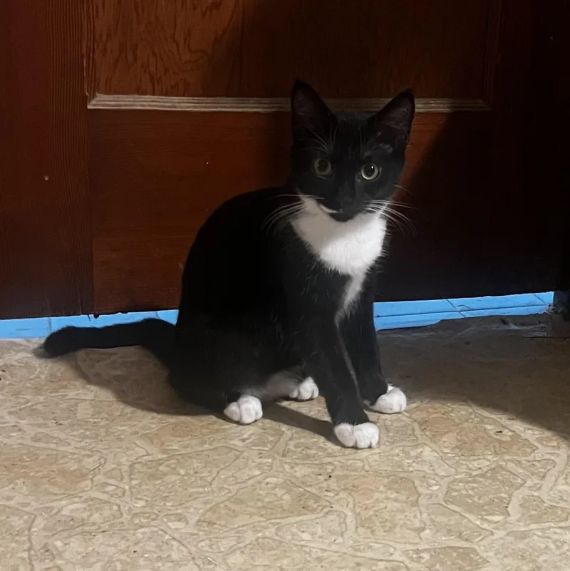 A baby medium-sized female Black & White / Tuxedo Domestic Short Hair cat named Cookie for adoption in Houston, TX