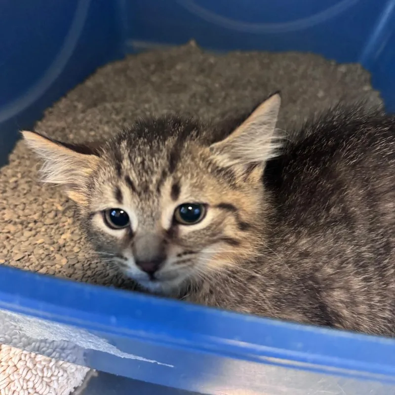 A baby small-sized female Brown / Chocolate Domestic Short Hair cat named Pomni for adoption in South Haven, MI