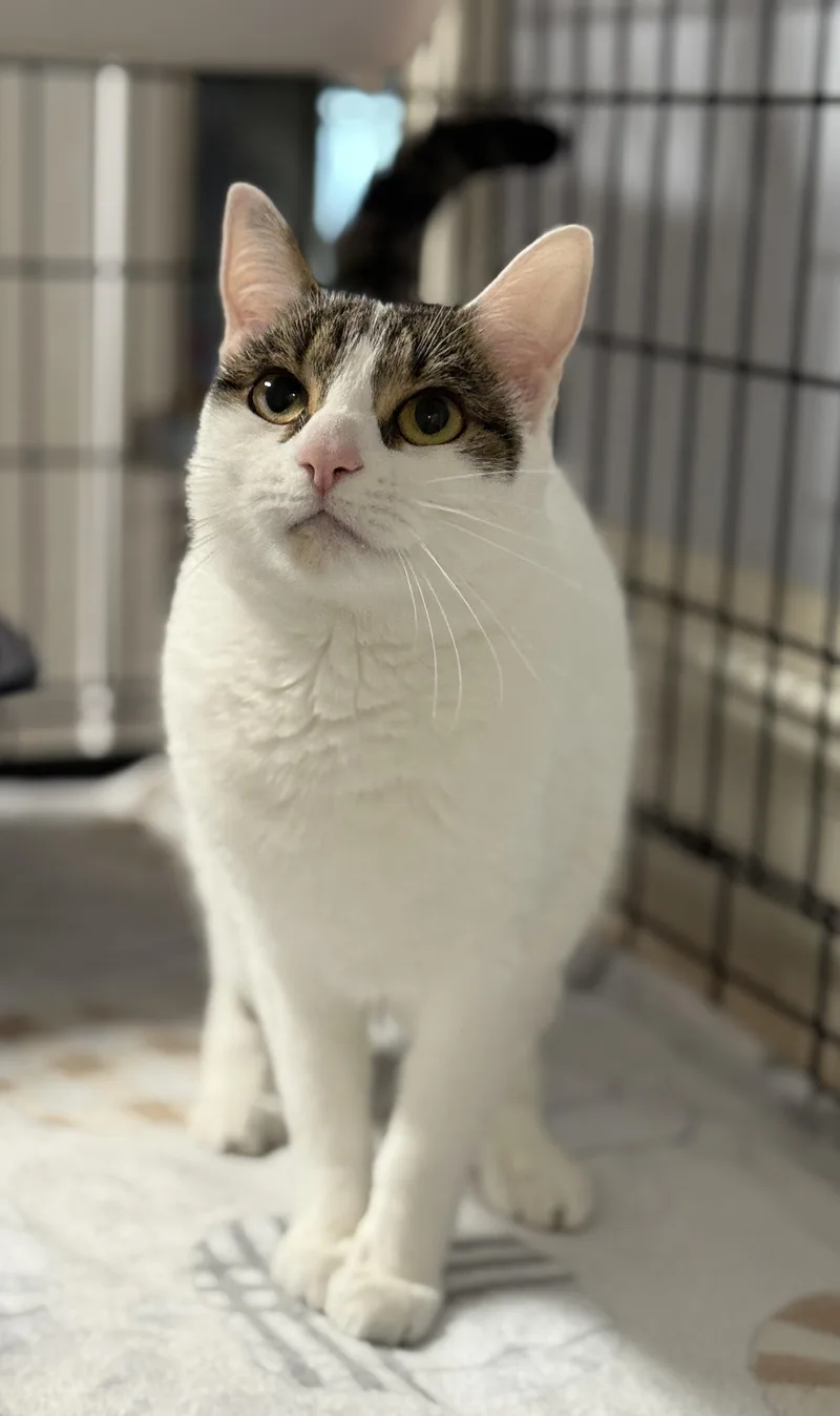 An adult medium-sized female White Domestic Short Hair cat named Dottie for adoption in Pawleys Island, SC