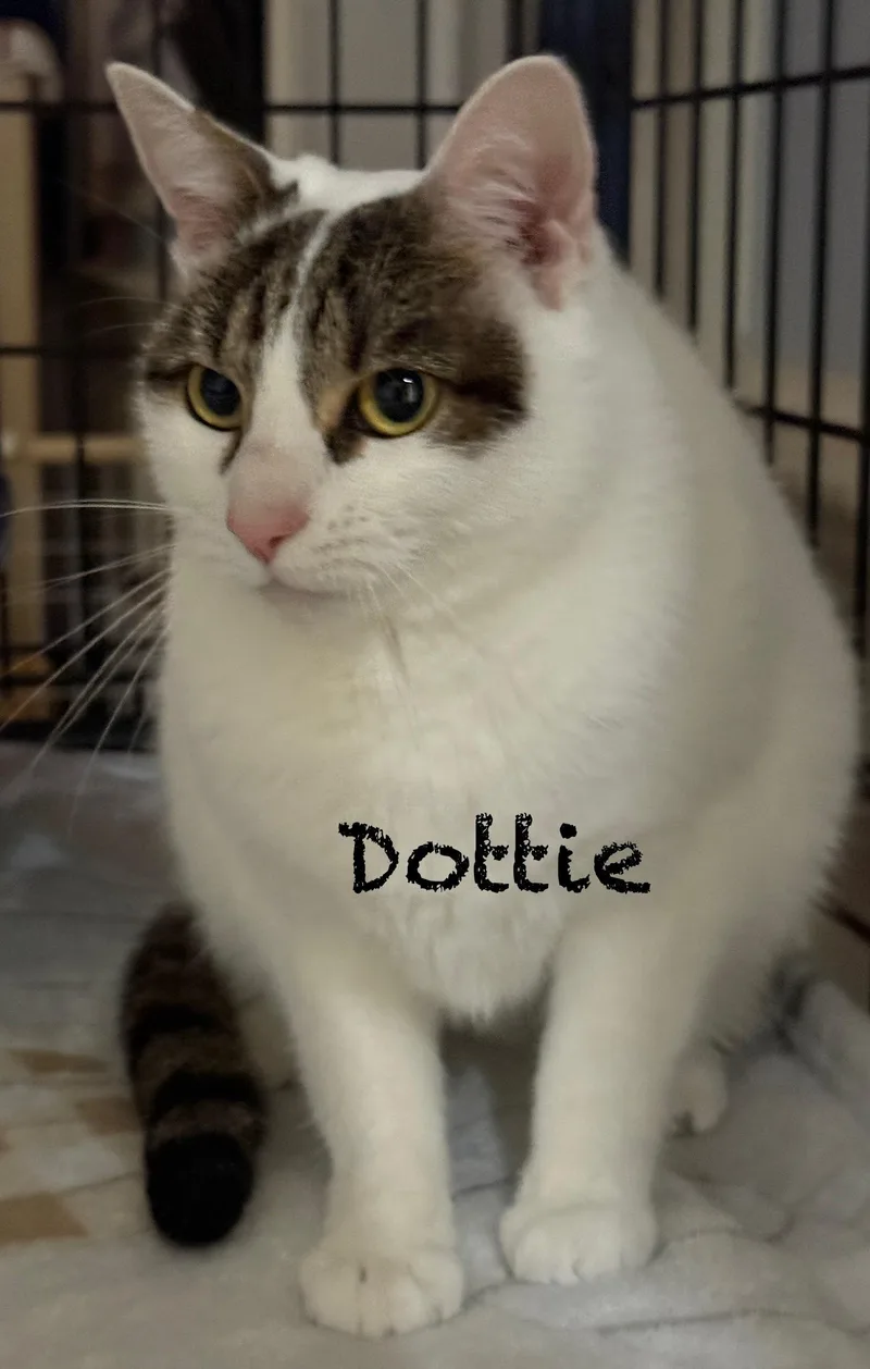 Dottie thumbnail 2