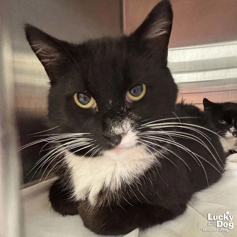 Mr. Meow Man thumbnail 2