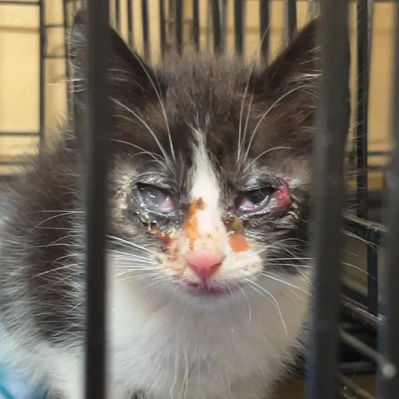 A baby small-sized female Domestic Short Hair cat named Panda for adoption in Monroeville, AL