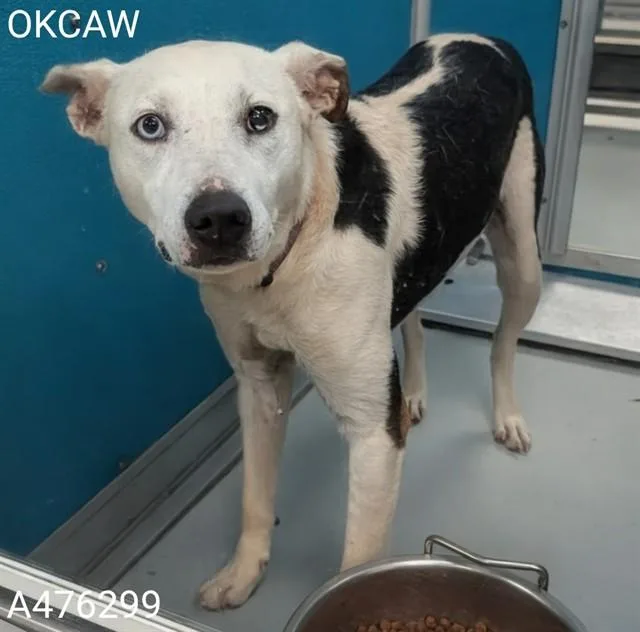 An adult medium-sized female Australian Cattle Dog / Blue Heeler dog named Robin for adoption in Oklahoma City, OK