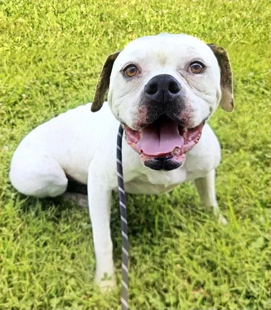 An adult large-sized female Boxer dog named Missy for adoption in Olivette, MO
