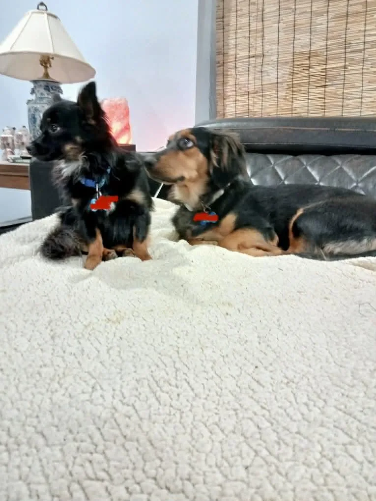 Chewy And Roscoe thumbnail 2