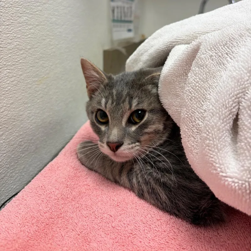 A baby medium-sized male Gray / Blue / Silver Domestic Short Hair cat named Berlioz for adoption in Albuquerque, NM