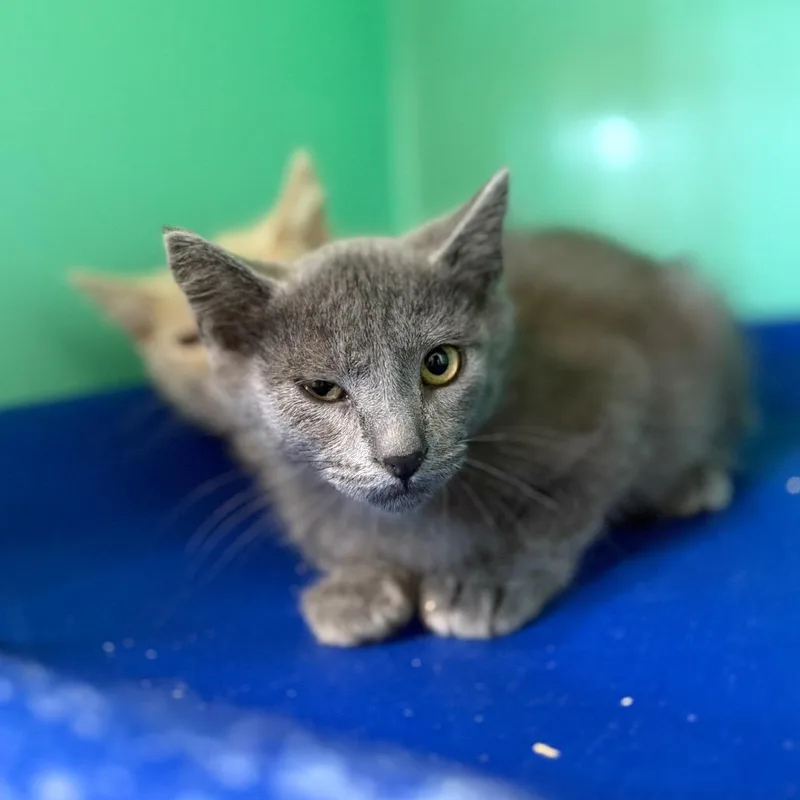 A baby small-sized male Gray / Blue / Silver Domestic Short Hair cat named Tornado for adoption in Spanish Fork, UT