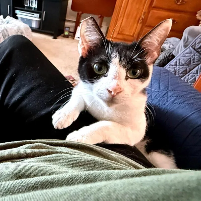 A young medium-sized female White Domestic Short Hair cat named Nala for adoption in Green Bay, WI