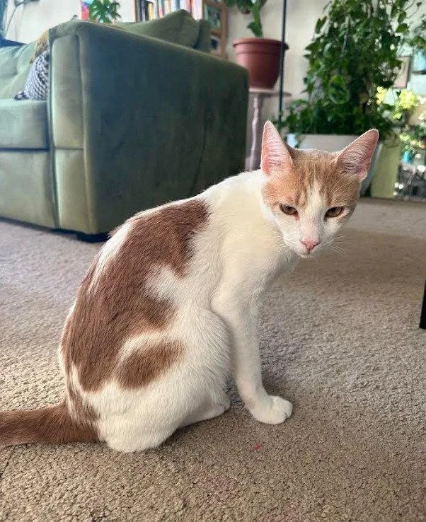 An adult medium-sized male Orange & White Domestic Short Hair cat named Gemini & Mystery  for adoption in Herndon, VA