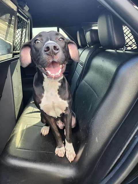 A young large-sized male American Staffordshire Terrier dog named Usopp for adoption in San Antonio, TX