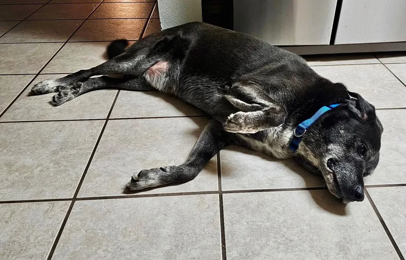 Gus
