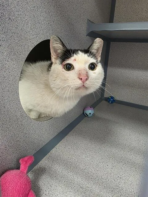 An adult small-sized male Domestic Short Hair cat named Marlowe for adoption in Aliquippa, PA