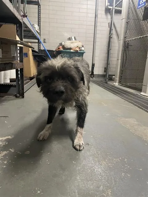 An adult medium-sized male Border Terrier dog named Moby for adoption in Stockton, CA