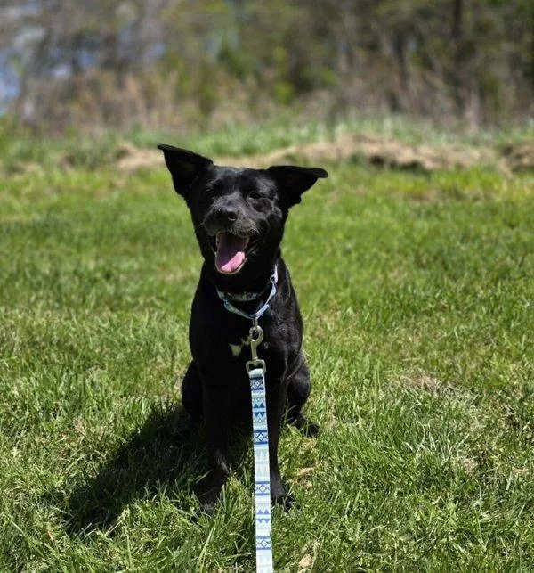 An adult medium-sized female Labrador Retriever dog named Cindylou for adoption in Salisbury, MD