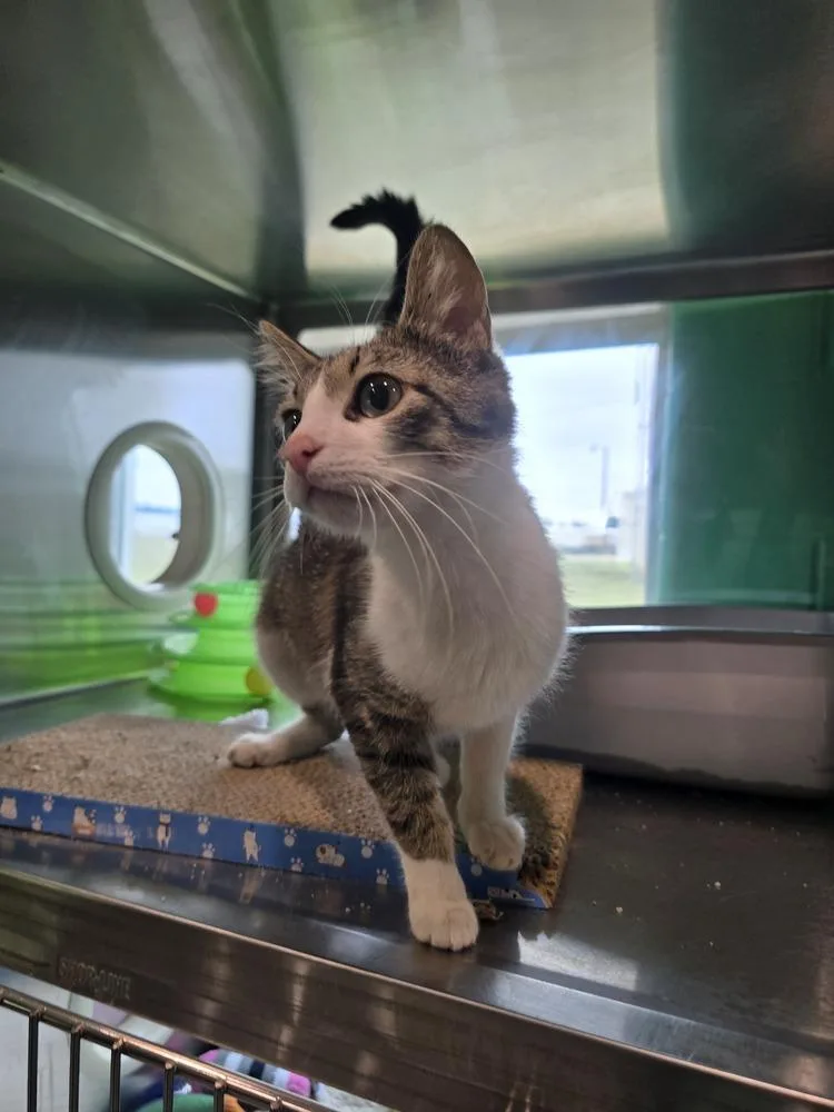 An adult medium-sized female Domestic Short Hair cat named Honey Graham Latte for adoption in Wellington, KS