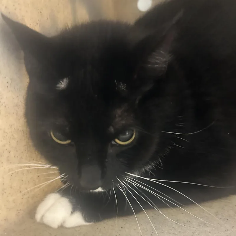An adult large-sized female Black Domestic Long Hair cat named Lulu for adoption in Philadelphia, PA