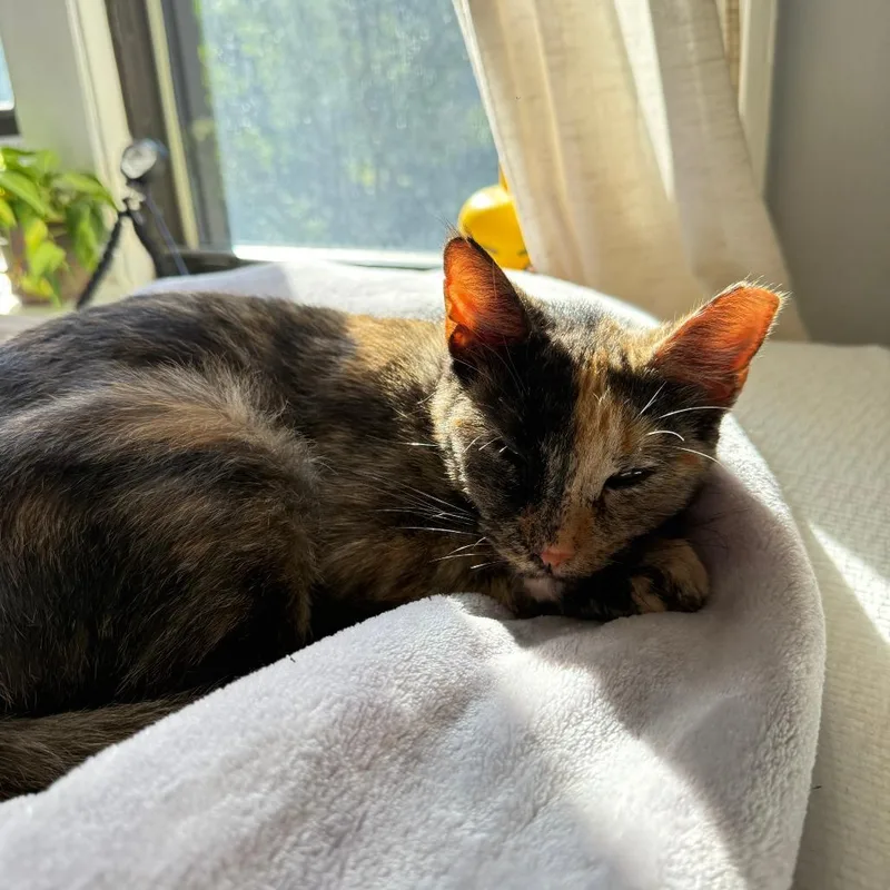 An adult medium-sized female Tortoiseshell Domestic Short Hair cat named Muffuletta for adoption in Evanston, IL