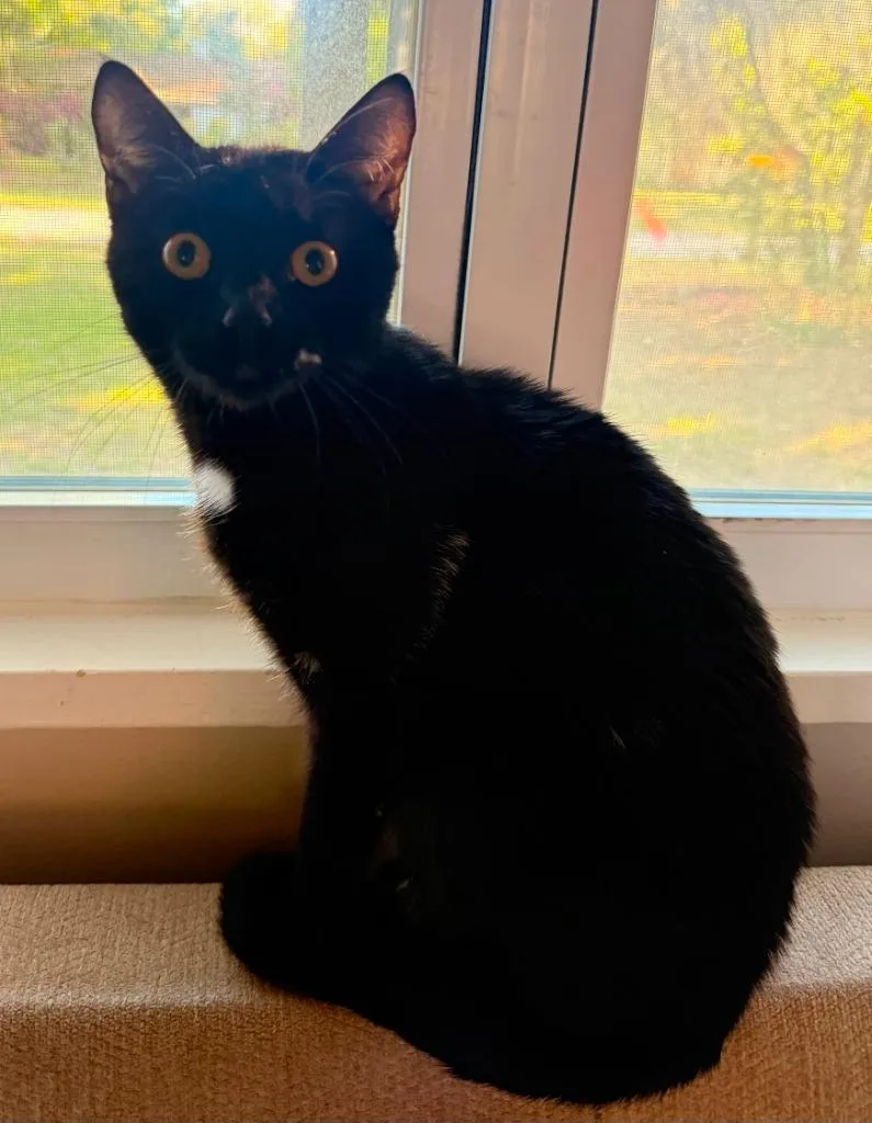 A baby medium-sized female Domestic Short Hair cat named Georgia Bush for adoption in Darien, GA