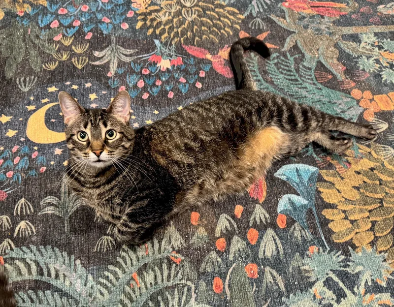 An adult medium-sized female Tabby (Brown / Chocolate) Domestic Short Hair cat named Ava for adoption in Savannah, GA