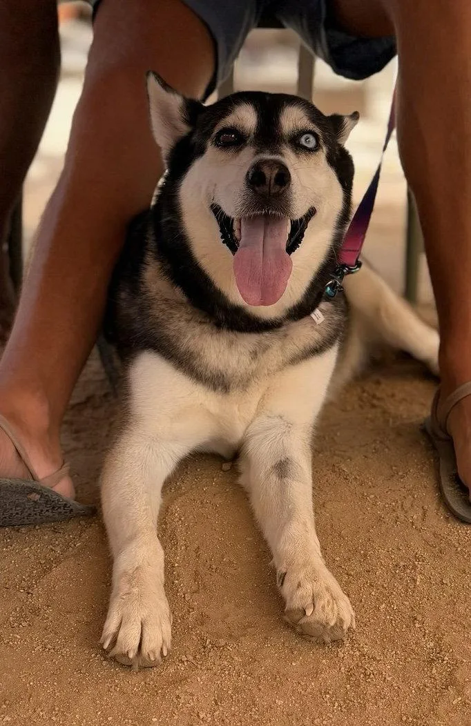 An adult large-sized female Husky dog named Skye for adoption in Anchorage, AK