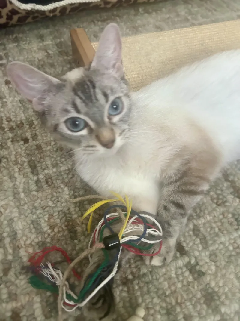 A young medium-sized female Lilac Point Domestic Short Hair cat named Zsa Zsa for adoption in San Jose, CA