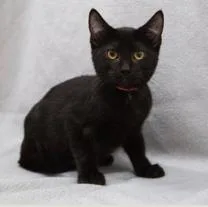 A baby medium-sized male Black Domestic Short Hair cat named Coal for adoption in Minneapolis, MN