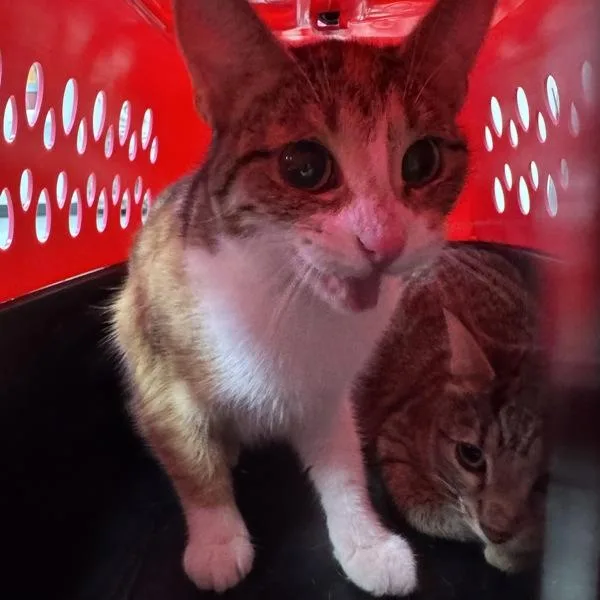A young medium-sized female Domestic Short Hair cat named Fern for adoption in Des Moines, IA