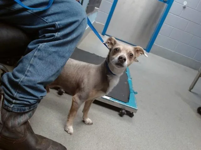 An adult small-sized male Chihuahua dog named Kakashi for adoption in Albuquerque, NM