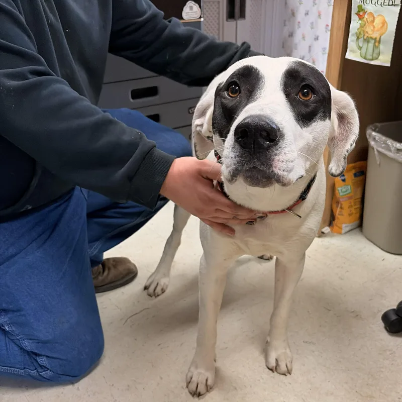 An adult large-sized male Labrador Retriever dog named Pogo for adoption in Franklin, NC
