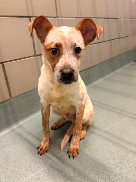 A baby small-sized male Australian Cattle Dog / Blue Heeler dog named Goofy for adoption in Baytown, TX