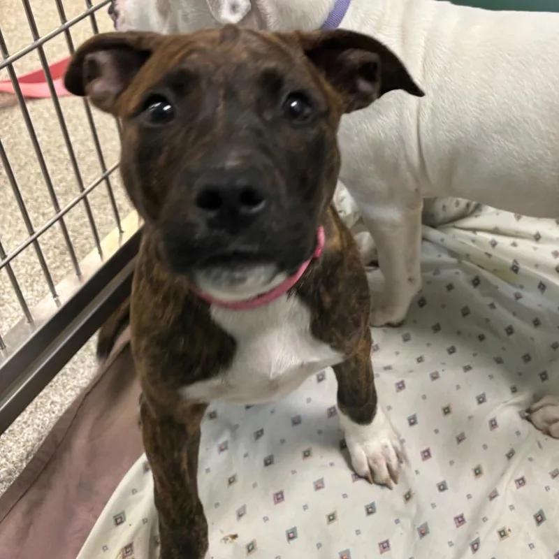 A baby medium-sized female Brindle Mixed Breed dog named Socks for adoption in Washington Township, OH