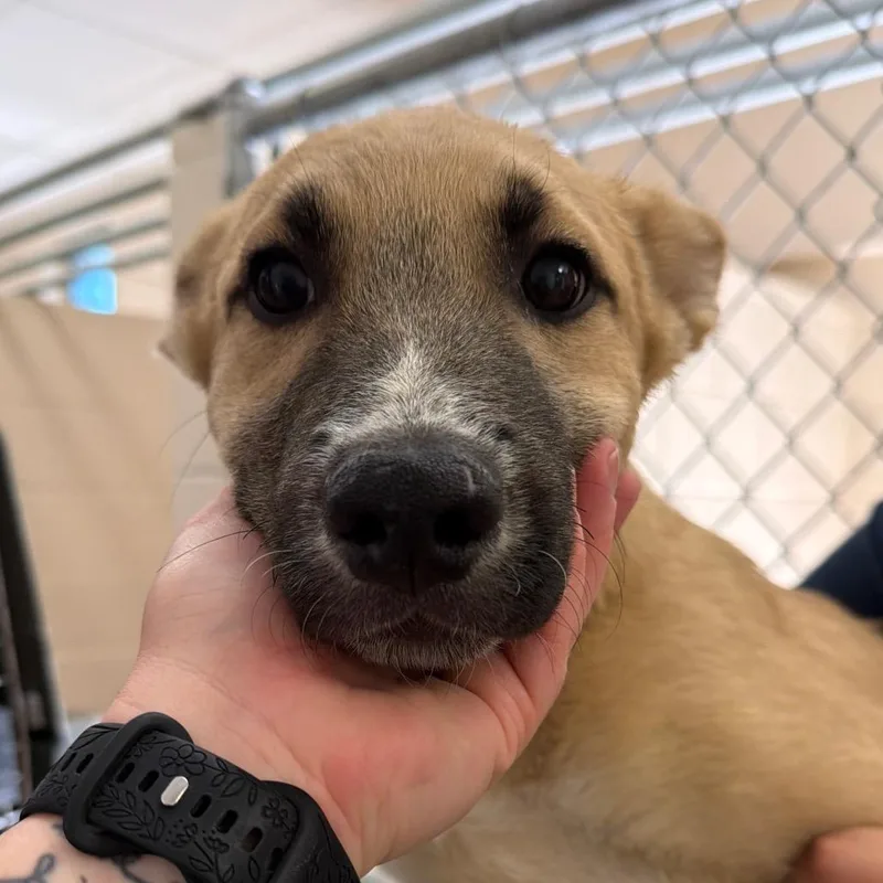 A baby small-sized male Yellow / Tan / Blond / Fawn Husky dog named Bumble for adoption in Reno, NV