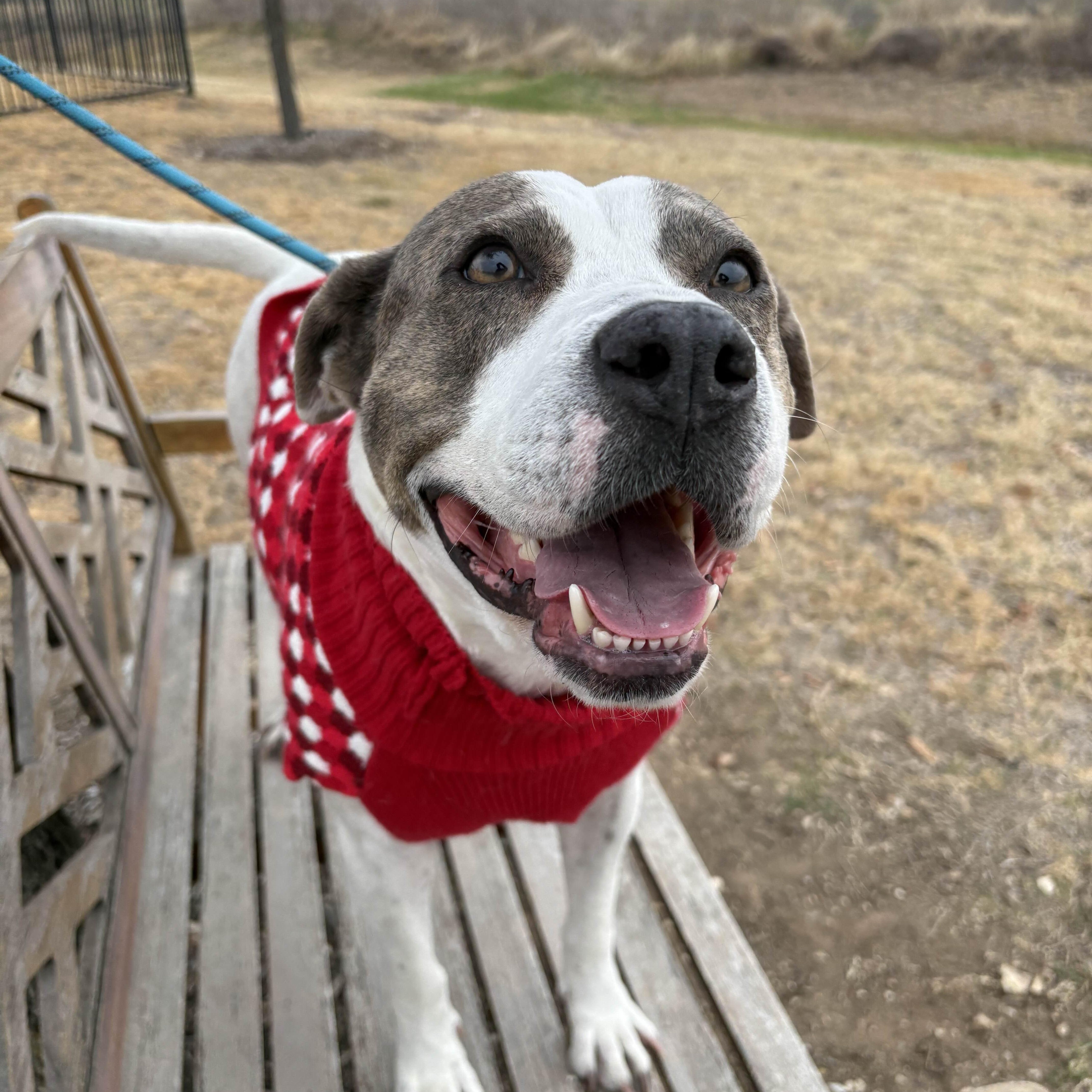 Apple Dumpling thumbnail 5