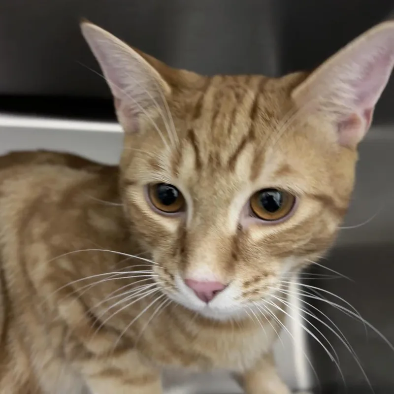 A young medium-sized male Orange / Red Domestic Short Hair cat named Kody for adoption in Middleburg, FL