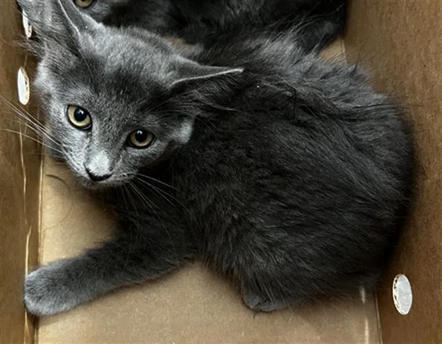 A baby medium-sized female Domestic Medium Hair cat named Ava for adoption in Dallas, TX