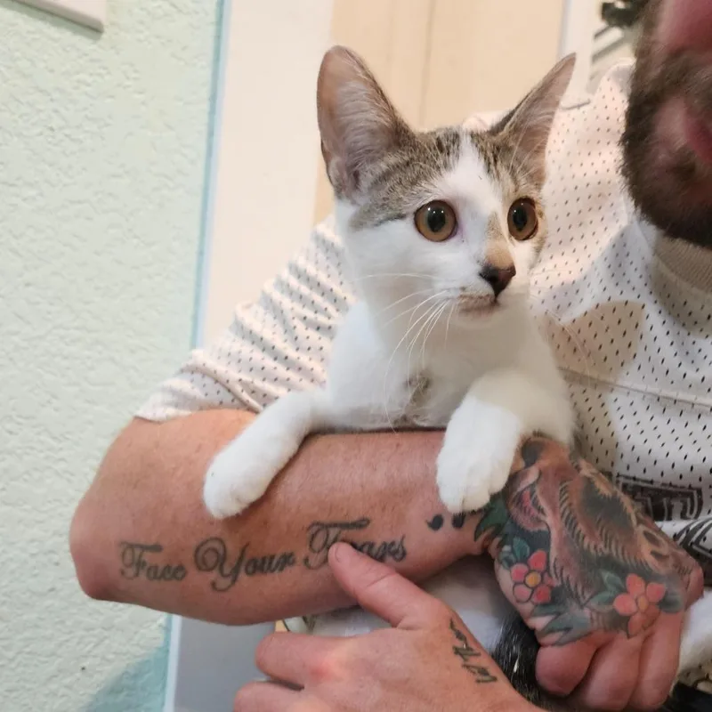 A baby small-sized female White Domestic Short Hair cat named Emily the Bold for adoption in Elverta, CA
