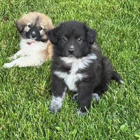 A baby medium-sized female Brown / Chocolate Australian Shepherd dog named Roma for adoption in Normal, IL