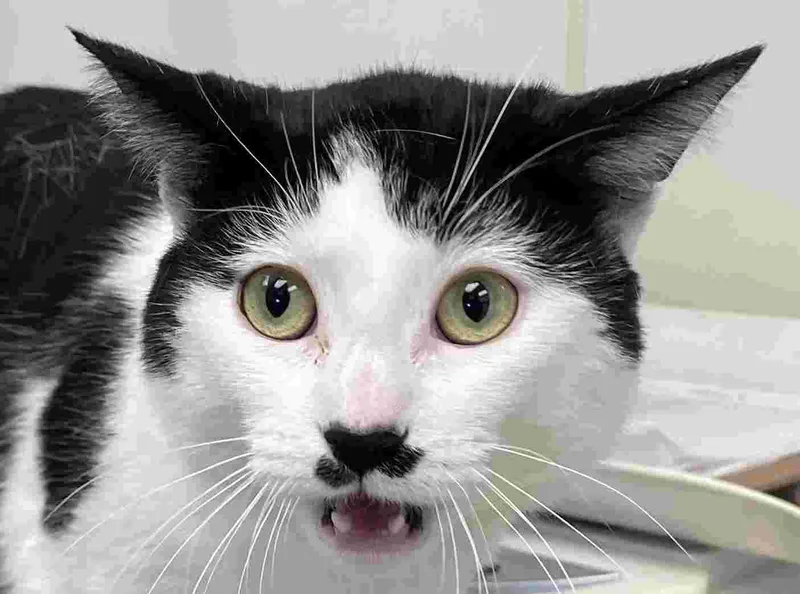 A young medium-sized male Black & White / Tuxedo Domestic Short Hair cat named Oreo for adoption in New Castle, IN