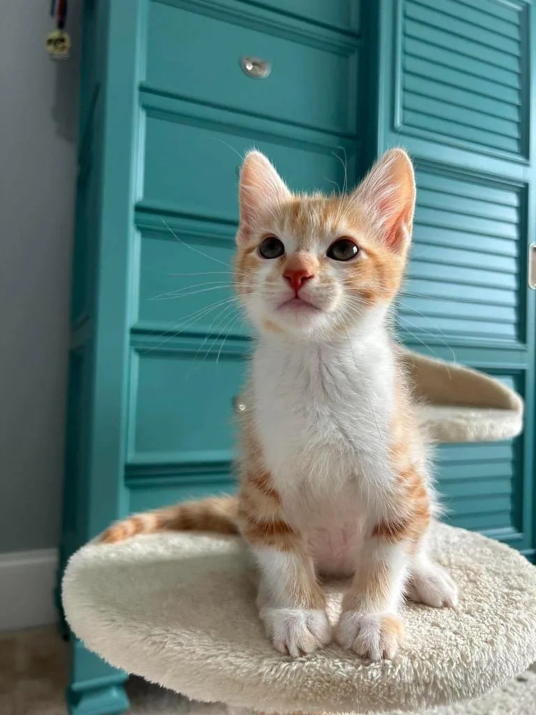 A baby large-sized male Domestic Short Hair cat named Wickham for adoption in warrenville, SC