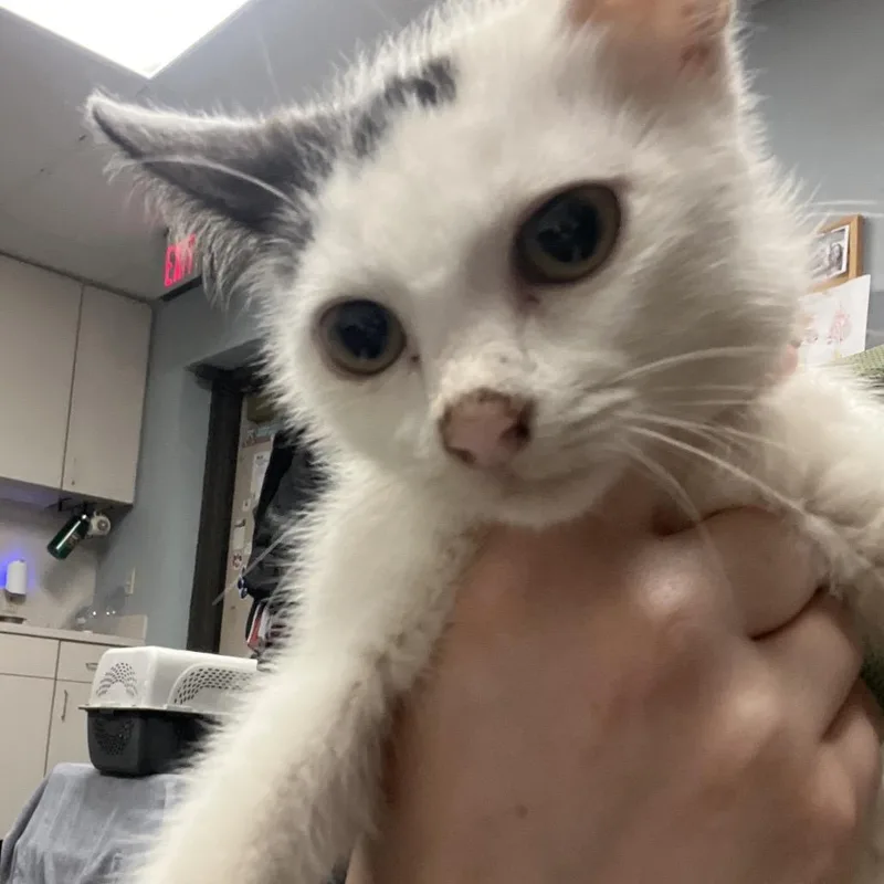 A baby small-sized female White Domestic Short Hair cat named Mochie for adoption in Lake Jackson, TX