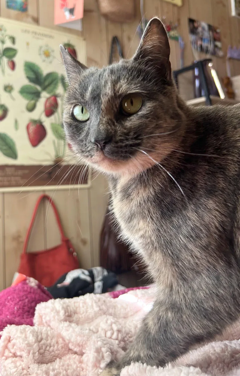 An adult medium-sized female Tortoiseshell cat named Olive for adoption in San Luis Obispo, CA