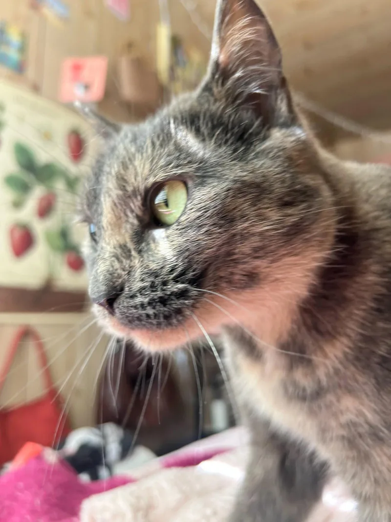 Olive thumbnail 2