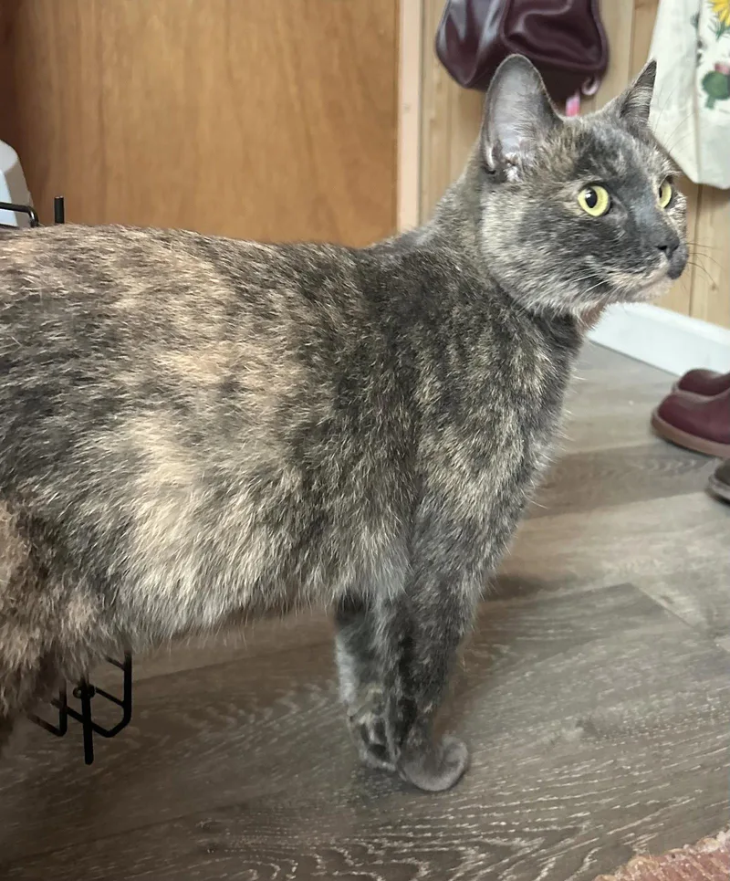 Olive thumbnail 3