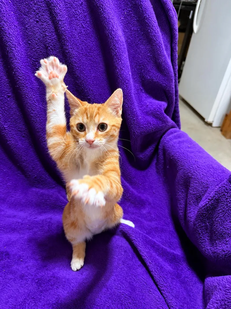 A baby small-sized female Domestic Short Hair cat named Margot for adoption in Smicksburg, PA
