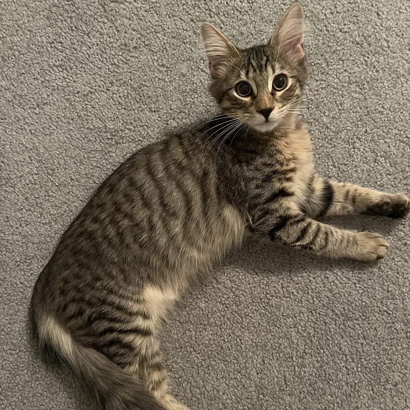 A baby small-sized male Tabby (Buff / Tan / Fawn) Domestic Medium Hair cat named Brendan for adoption in Richmond, VA